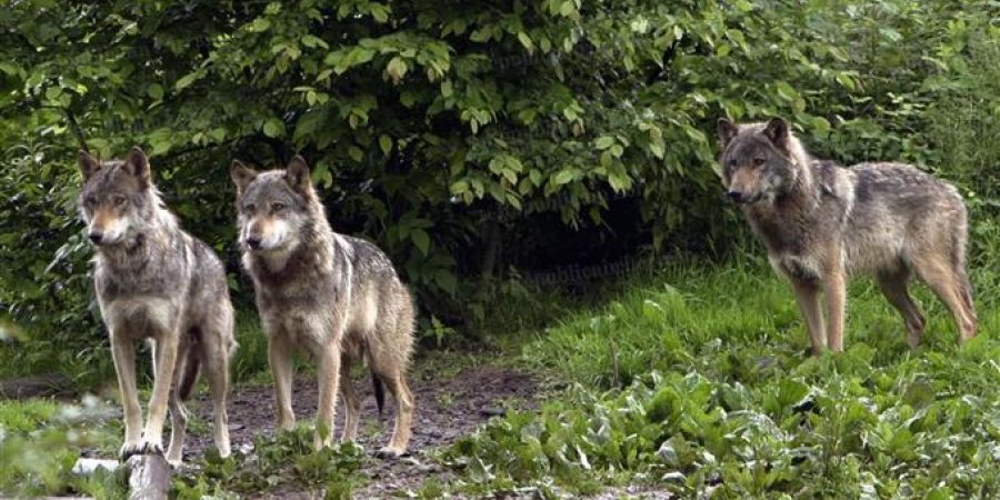 Une meute de loup