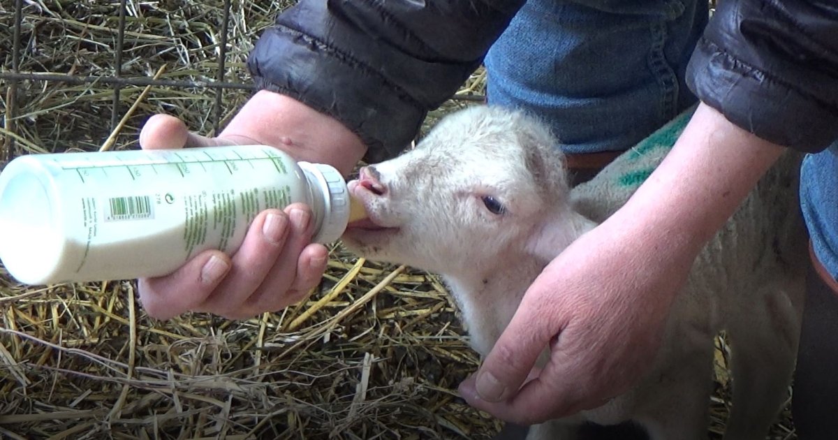 Drôles de vies le travail ne manque pas à la bergerie des Guibertes